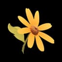 Sunny Daisy item icon