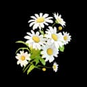 Lunar Daisy item icon