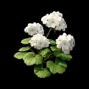 Chromaflare Peony item icon