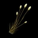 Flufftail Grass item icon