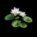 Dreamtide Bloom item icon