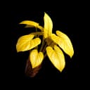 Threadstar Plant item icon